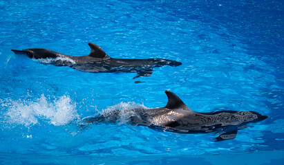 Dolphins performing at the dolphinarium in Sochi Adventure Park.