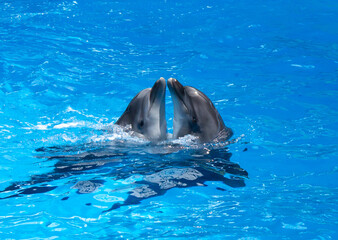 Obraz premium Dolphins performing at the dolphinarium in Sochi Adventure Park.