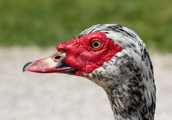 Muscovy duck (Cairina moschata) portrait close up