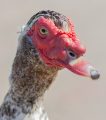 Muscovy duck (Cairina moschata) portrait close up