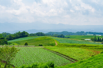 【群馬県】嬬恋高原の広大なキャベツ畑