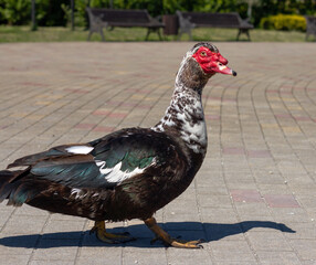 Muscovy duck (Cairina moschata) in park