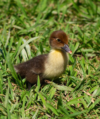 Chick of Muscovy duck (Cairina moschata) portrait