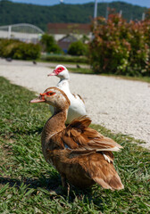 Muscovy duck (Cairina moschata) in park