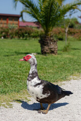 Muscovy duck (Cairina moschata) in park