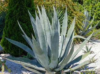 Agave americana grows in park. Sochi (Adler).