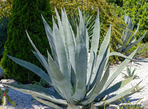 Agave americana grows in park. Sochi (Adler).