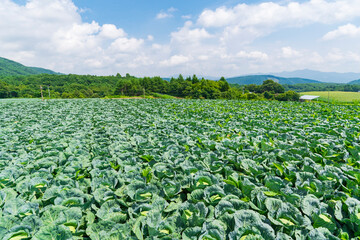 【群馬県】嬬恋高原の広大なキャベツ畑