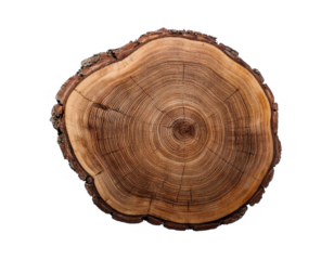 A cross-section of an ancient tree trunk revealing intricate growth rings and textures cut out transparent isolated on white background PNG