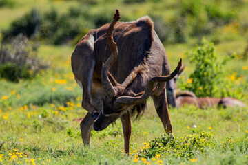 Antilope