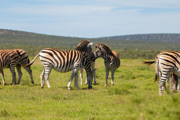 Naklejka premium Zebraherde