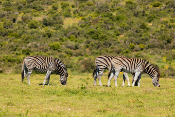 Zebraherde