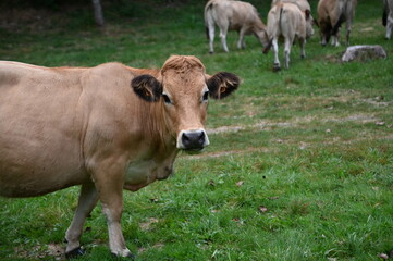 Obraz premium Vaches Aubrac en Ardèche