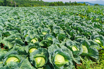 【群馬県】嬬恋高原の広大なキャベツ畑