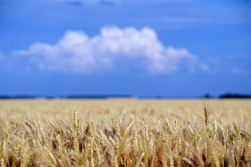 Farmland. Golden wheat field under blue sky.
