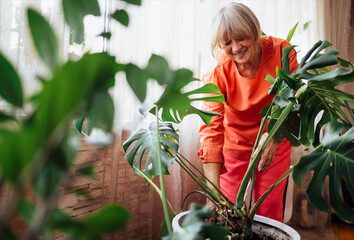 Elderly woman in orange casual clothes takes care of houseplants. A smiling pensioner transplants monstera into larger pot at home.