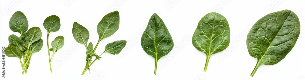 Poster a flat lay view of fresh salad vegetables and leaves of green spinach with leaves isolated on a whit