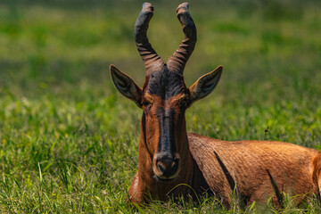 Antilope