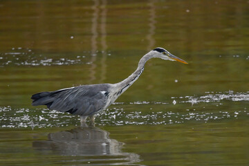 gray heron in the middle of the river looking for food