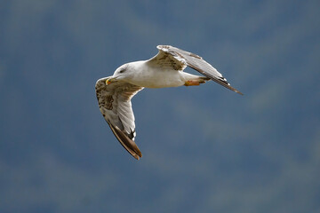 close-up of a seagull flying in the sky