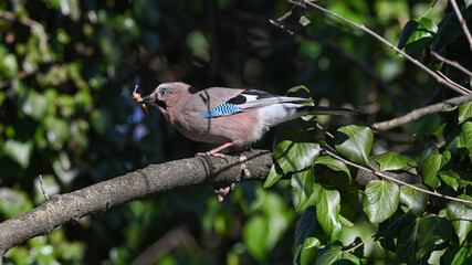 jay with prey sitting on a tree branch