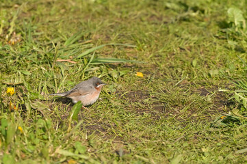 whitethroat sitting on the meadow in spring during migration