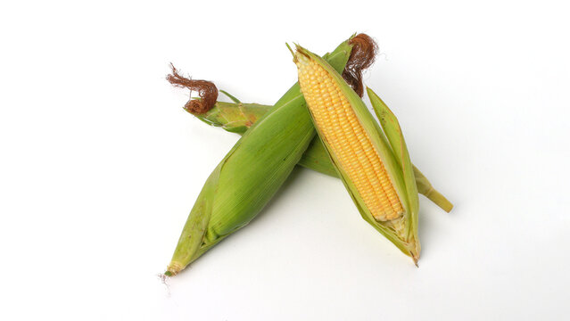 Sweet Corn Isolated on White Background