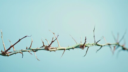 Fototapeta premium A close-up of a thorny vine against a soft sky-blue background, highlighting the sharp and intricate details of the thorns.