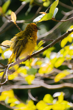 Vogel