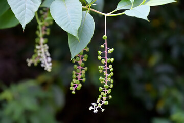 ヨウシュヤマゴボウの未成熟果