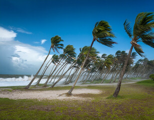 Many palm trees bent by a strong wind, strong storm