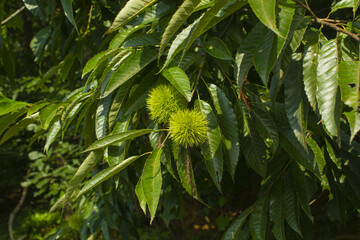 green Chestnut bur in forest