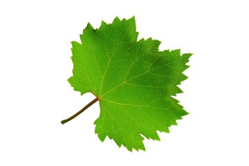 Realistic fresh green leaf of grape isolated on white background. Grape fruit leaf close up, PNG, Design elements