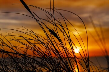 Fototapeta premium sunset in the field