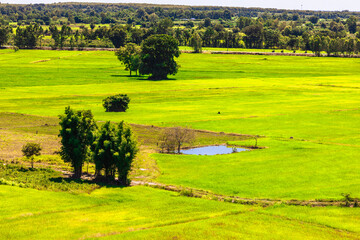 Obraz premium Close-up wallpaper view of nature (mountains, rivers, mangroves), the blurring of the wind blowing through the leaves, the beauty of the ecosystem while traveling