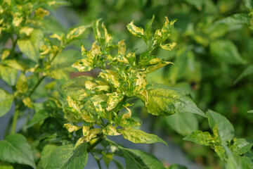 Yellow virus disease on chili leaves. This disease is caused by viruses from the group or genus Begomovirus, family Geminiviridae