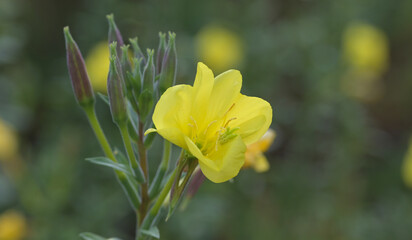 Beautiful close-up of oenothera glazioviana