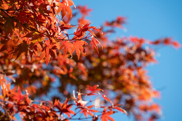 Beautiful maple leaves on the tree in autumn season.