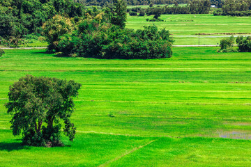 Close-up wallpaper view of nature (mountains, rivers, mangroves), the blurring of the wind blowing through the leaves, the beauty of the ecosystem while traveling
