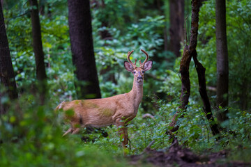 Deer In the Forest at the Park