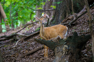 Deer In the Forest at the Park