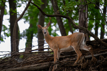 Deer In the Forest at the Park