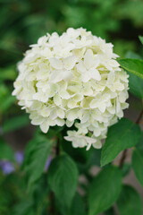 White flower of the paniculate hydrangea Metallica. Concept of natural beauty