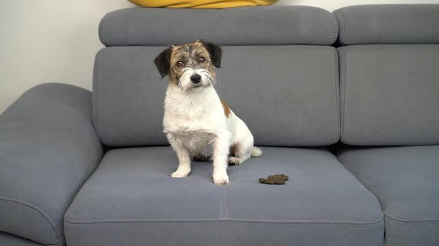 Bad dog behavior at home. Close-up of a dog that pooped on the sofa.