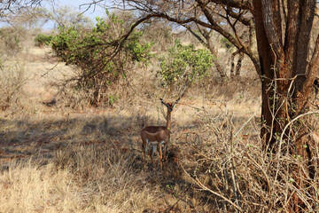 deer in the savannah
