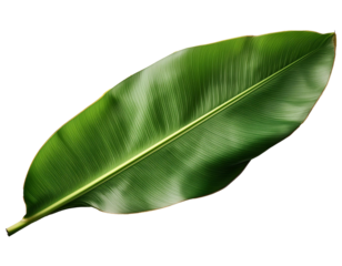 Banana tree leaf png background