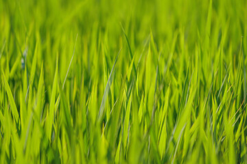 landscape lush green rice fields