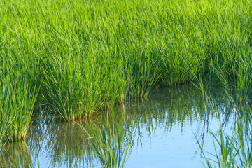 landscape lush green rice fields