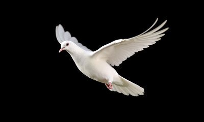 Fototapeta premium a pure white dove in mid-flight its wings fully extended against a deep black background