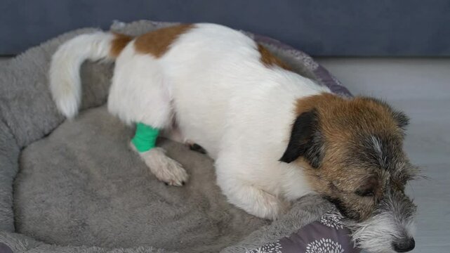 Close-up of a sick dog breathing heavily and frequently, lying on a bed at home. Canine parvovirus